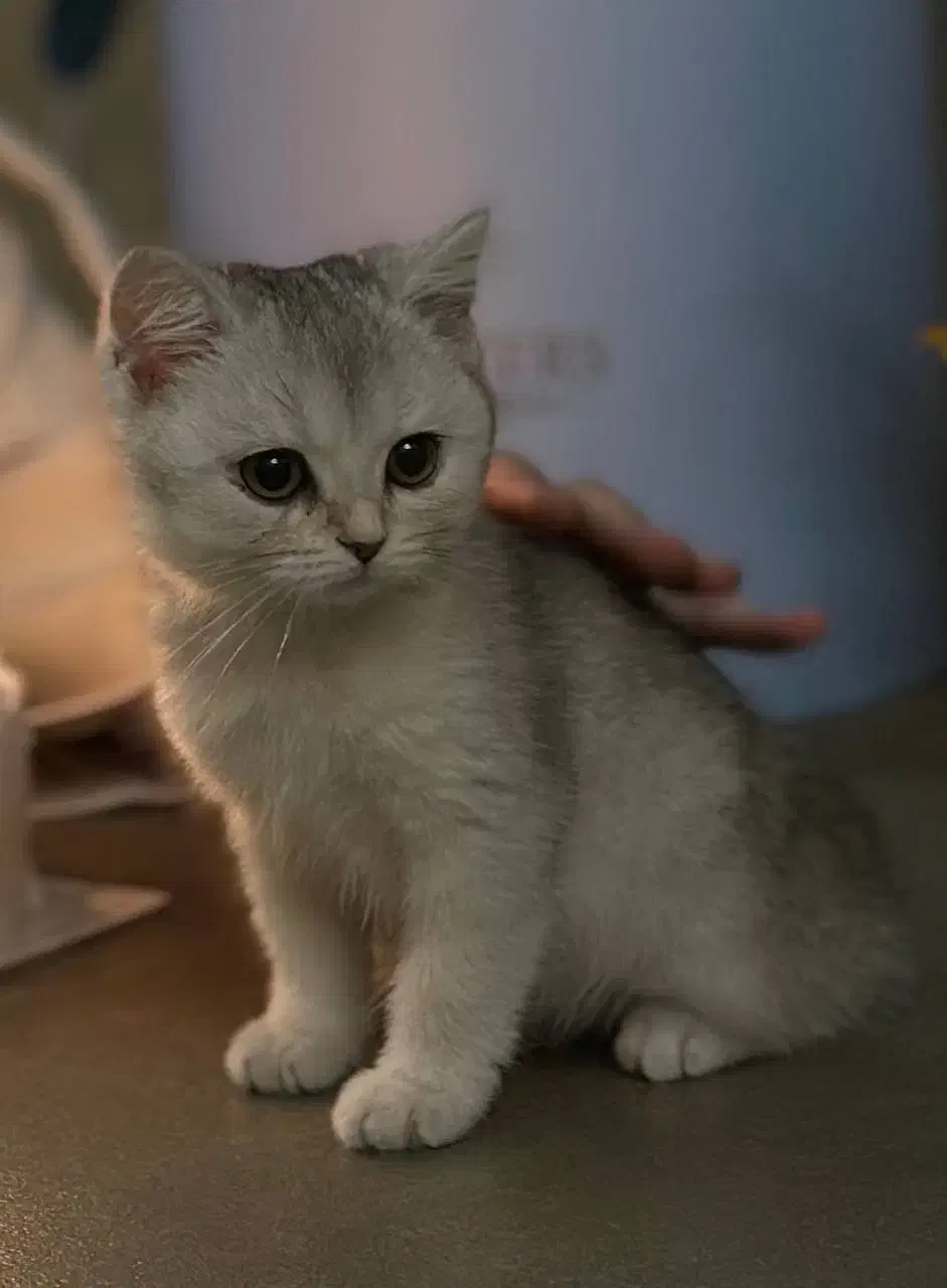 گربه بریتیش نر|گربه|قوچان, |دیوار