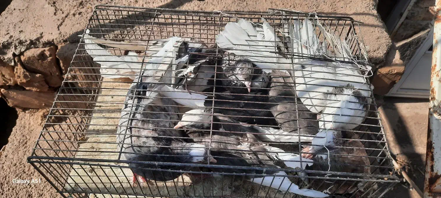 کبوتر زیبا|پرنده|کاشان, قطب راوندی|دیوار