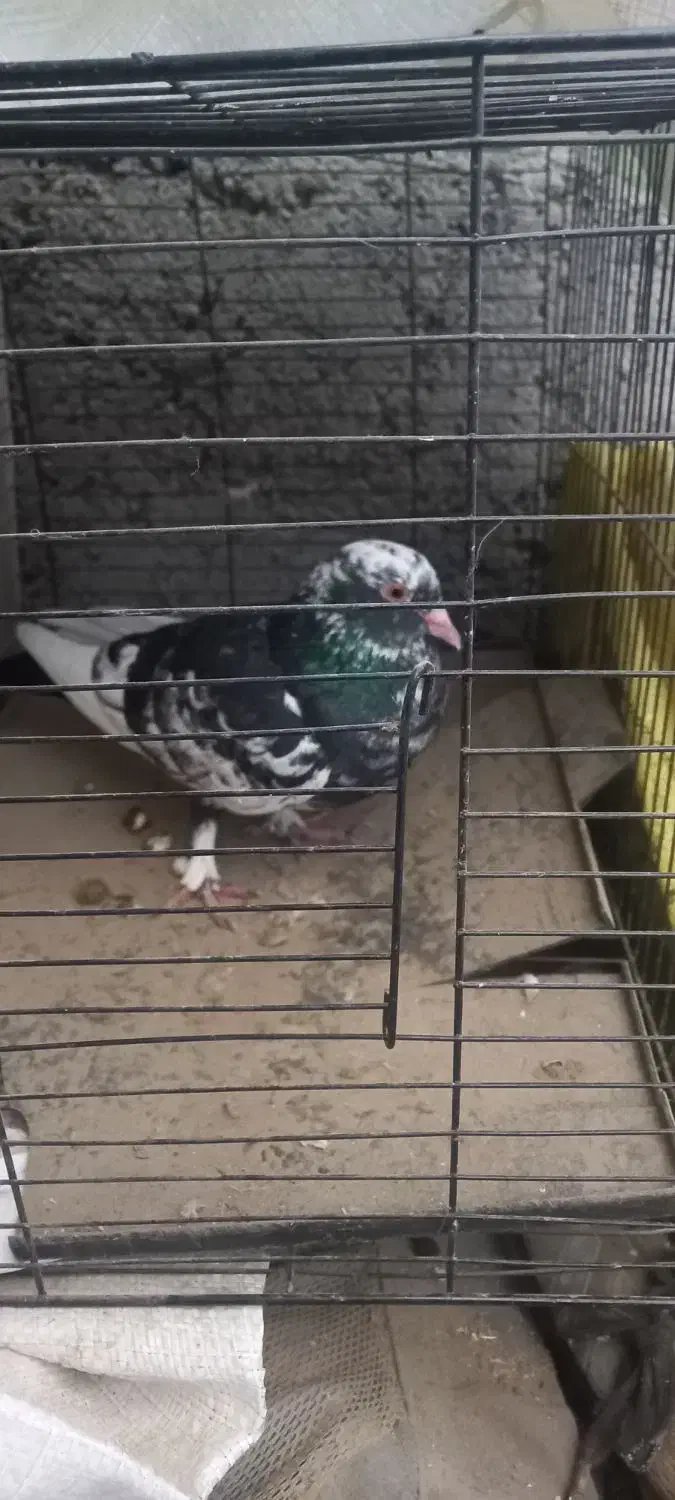 کبوتر پلنگی نرو مادشو نمیدونم|پرنده|بابلسر, |دیوار