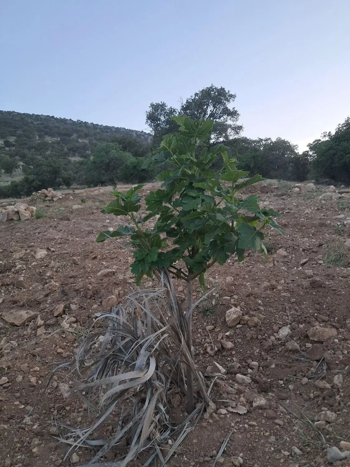 باغ|فروش زمین و ملک کلنگی|نورآباد ممسنی, |دیوار