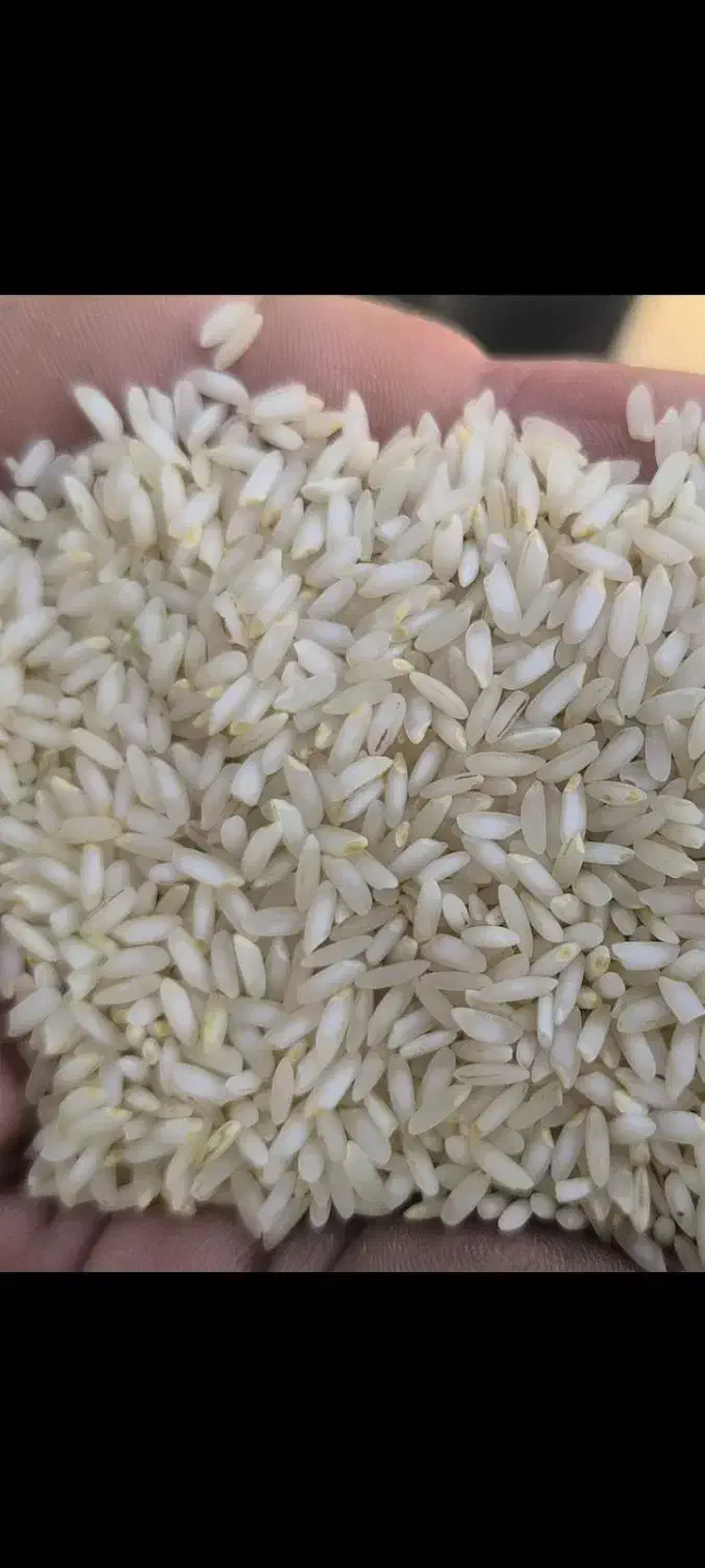 برنج عنبربو|خوردنی و آشامیدنی|شوشتر, |دیوار