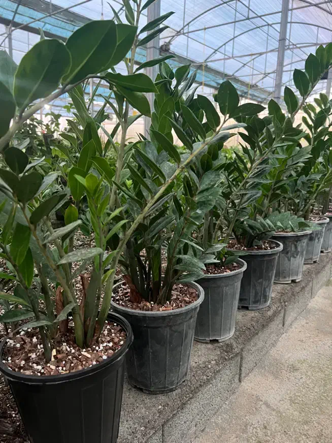 فروش و ارسال عمده گل وگیاه به کل کشور|گل و گیاه طبیعی|چمستان, |دیوار