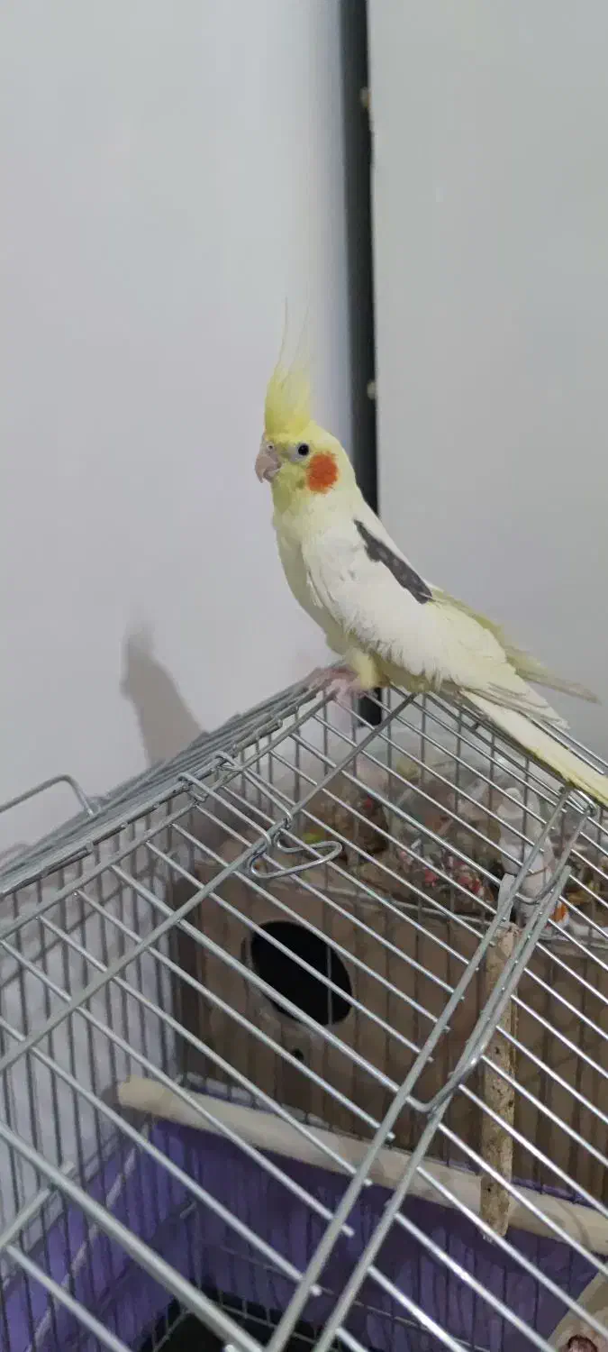 عروس هلندی|پرنده|گلستان (تهران), |دیوار