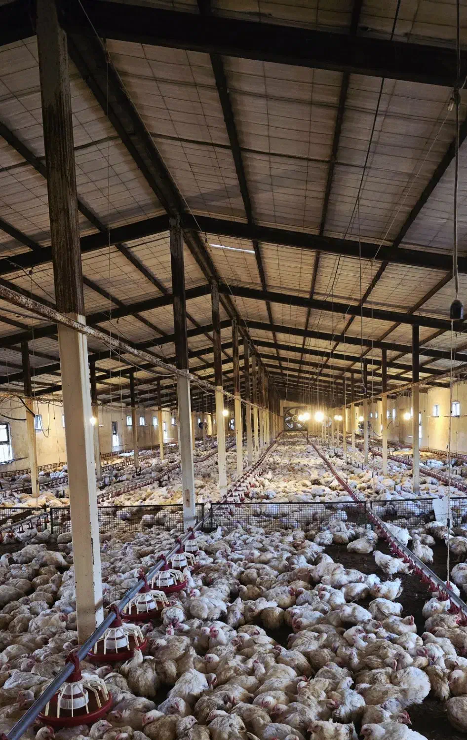 نیازمند نیروی مرغداری|استخدام صنعتی، فنی، مهندسی|طاهرگوراب, |دیوار