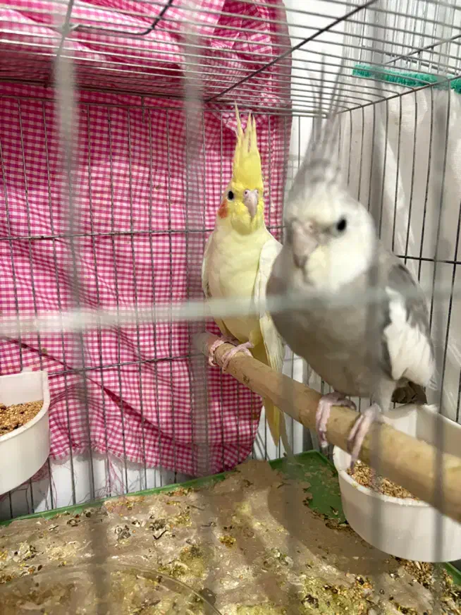 عروس هلندی مولد|پرنده|اهواز, پادادشهر|دیوار