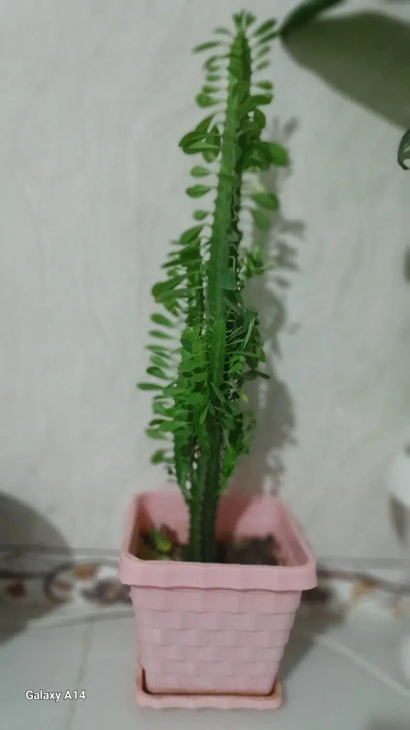 فروش گل طبیعی شاداب|گل و گیاه طبیعی|اسلامآباد غرب, |دیوار