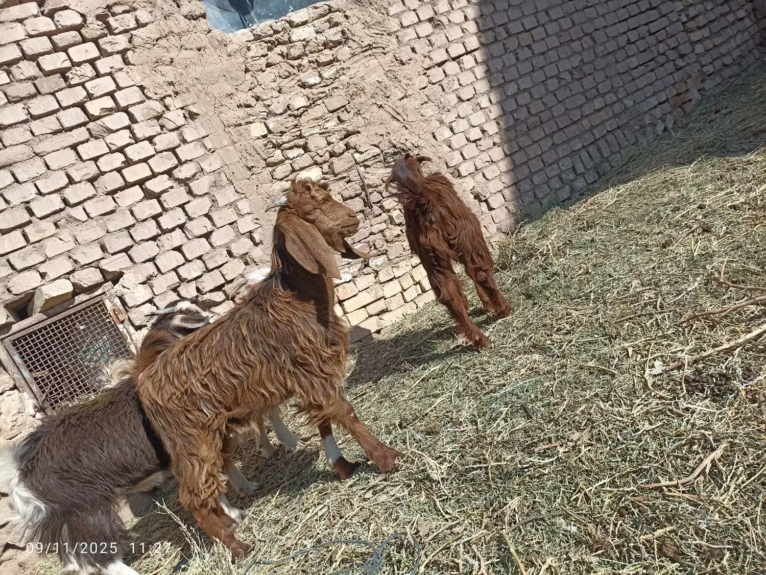 پنج عدد بزغاله یک نر  4ماده|حیوانات مزرعه|عطاملک, |دیوار