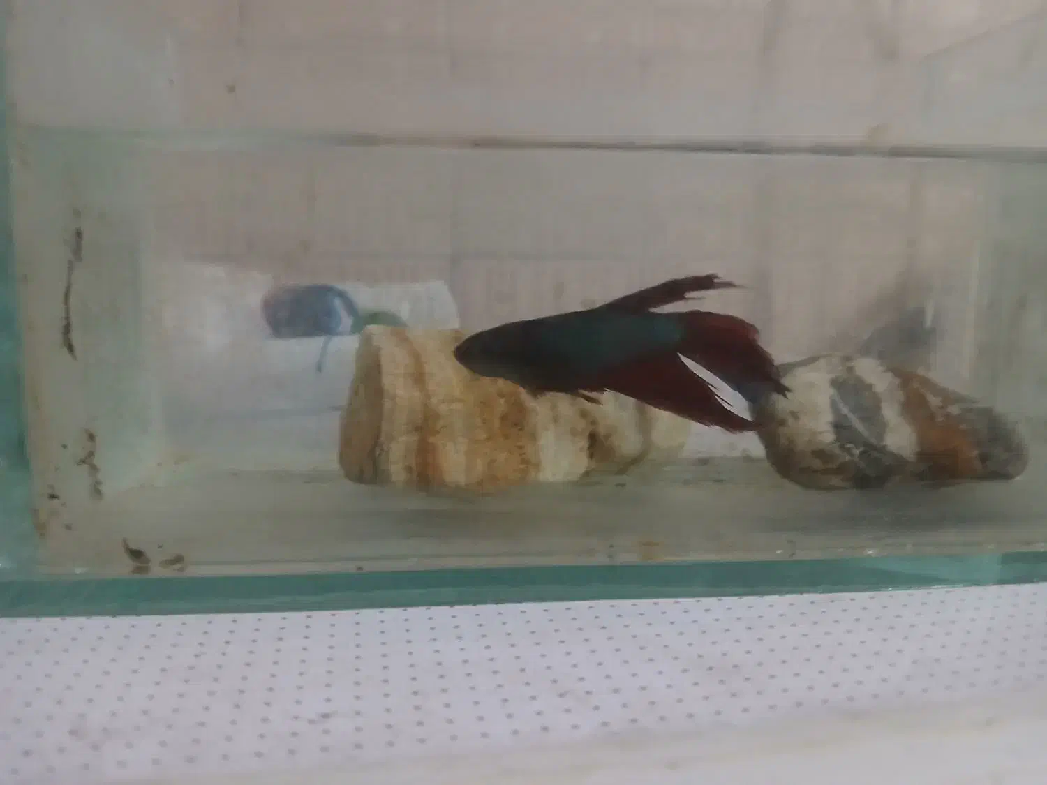 فایتر پلاکت|ماهی|تهران, هفت چنار|دیوار