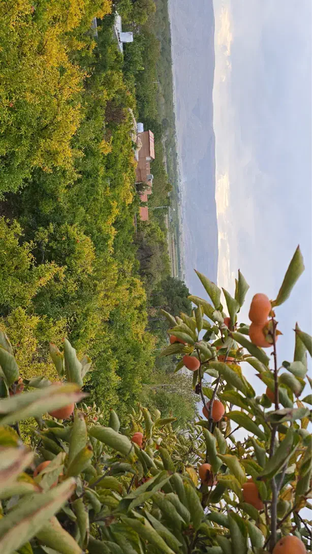 فروش باغ شهری در شهرفاروق|فروش زمین و ملک کلنگی|سیدان, |دیوار