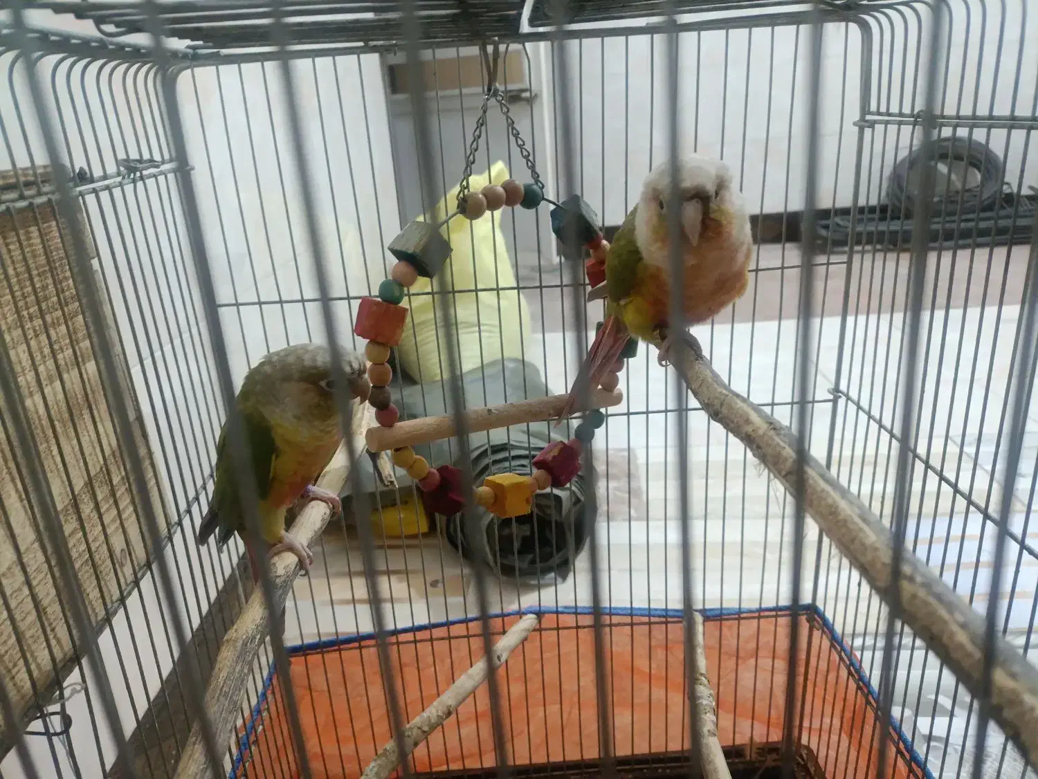 یک جفت گرینچیک نروماده رام دستی نزدیکه  تخم بزارن|پرنده|کهنوج, |دیوار