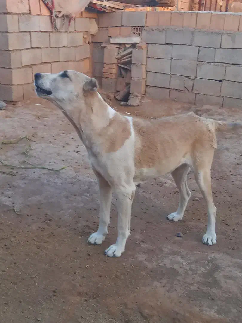 سگ کفتر|سگ|خوشاب, |دیوار