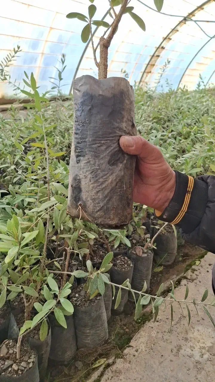 فروش نهال زیتون فیشوم|خدمات باغبانی و درختکاری|یاسوج, |دیوار