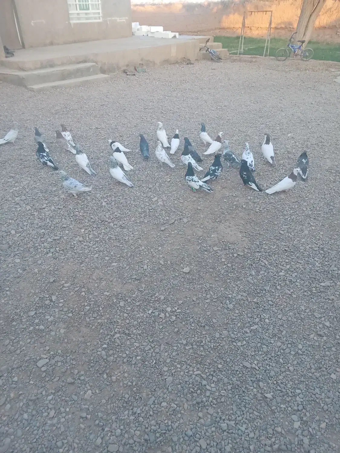 کفتر|پرنده|باخزر, |دیوار