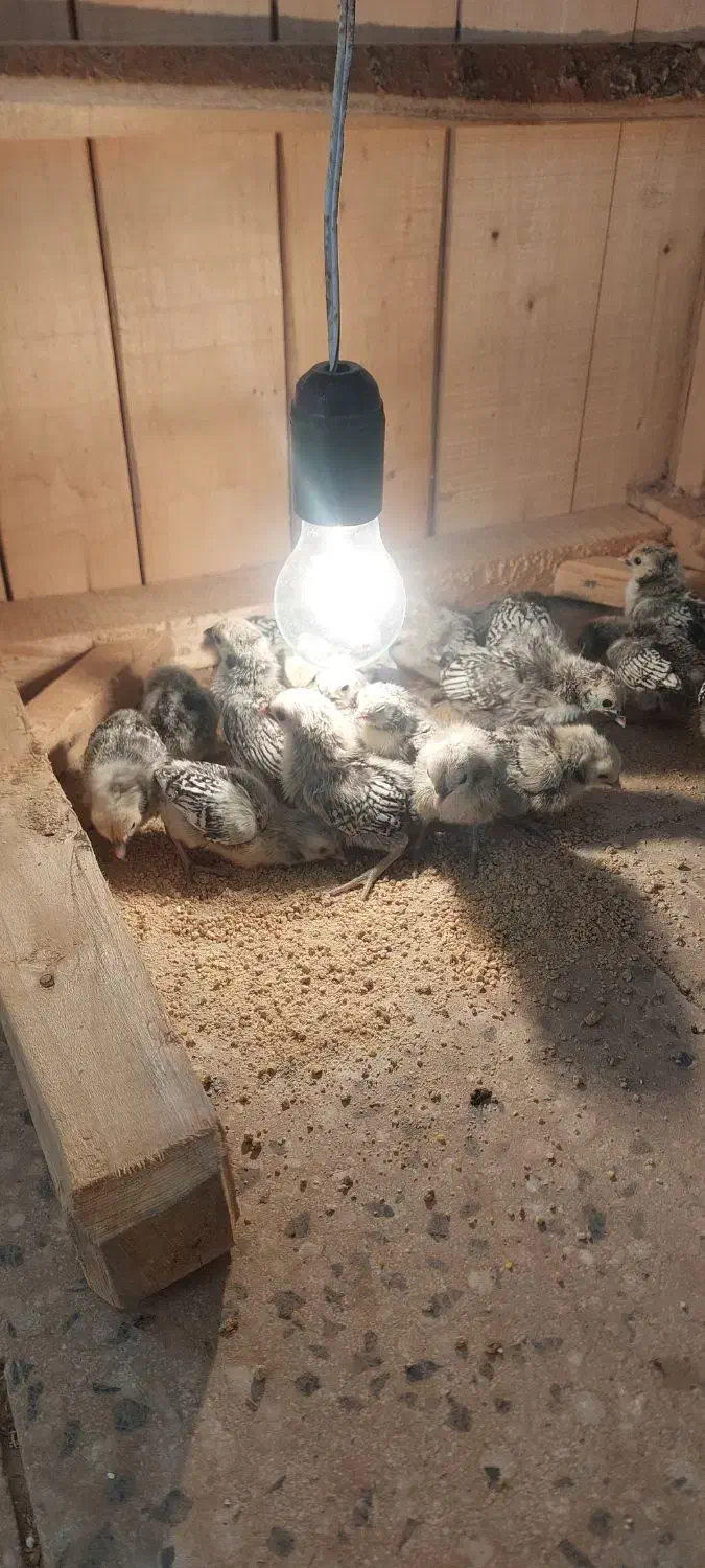 جوجه سبرایت|حیوانات مزرعه|کاشان, شهرک انقلاب|دیوار