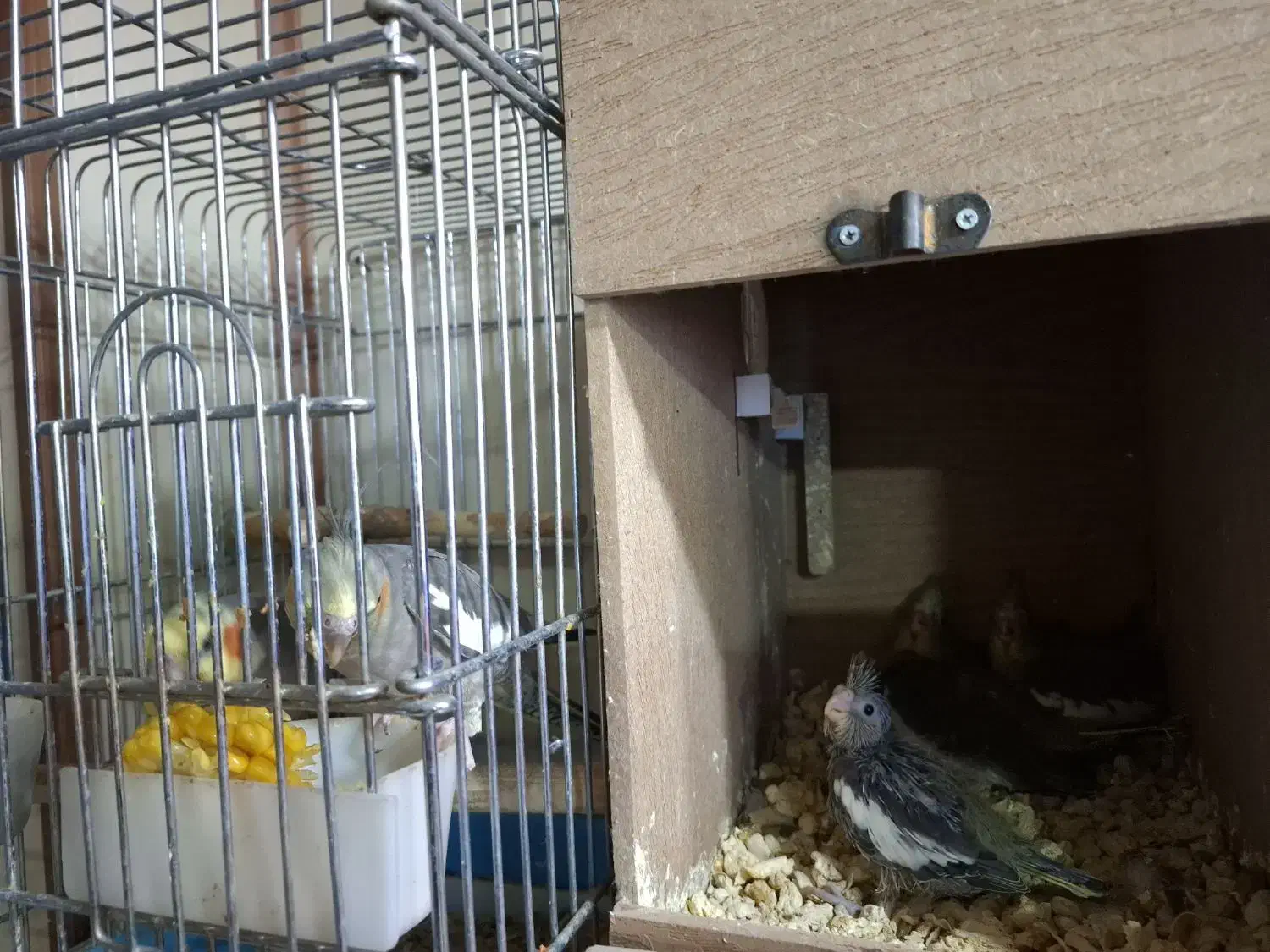 عروس هلندی مولد با جوجه|پرنده|تهران, وحیدیه|دیوار