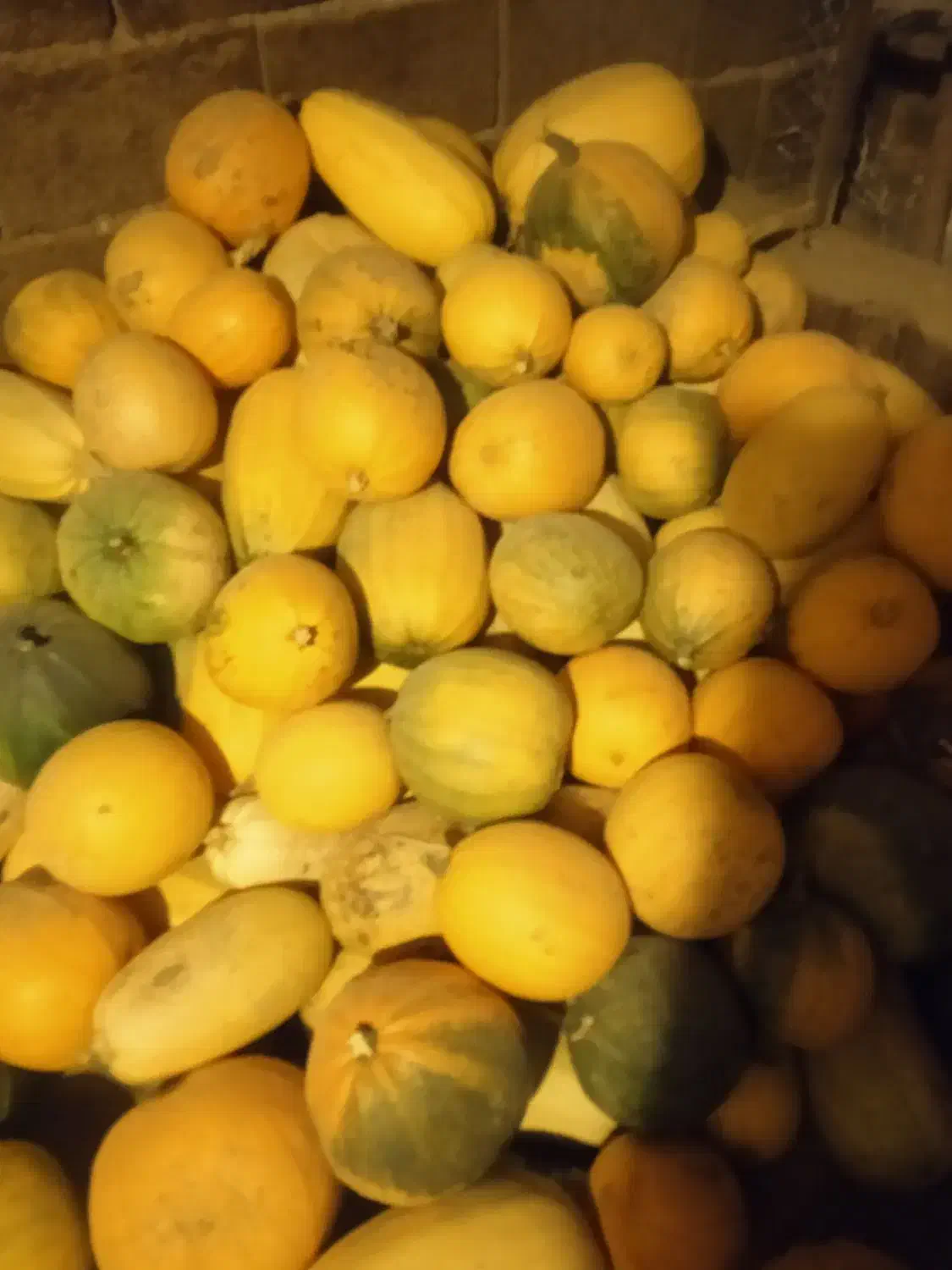 کدو تنبل|خوردنی و آشامیدنی|بلداجی, |دیوار