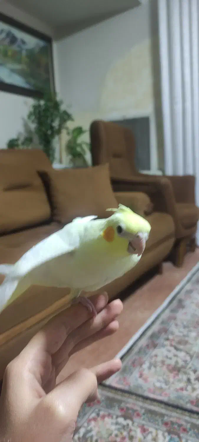 جوجه عروس هلندی|پرنده|پرند, فاز ۰|دیوار