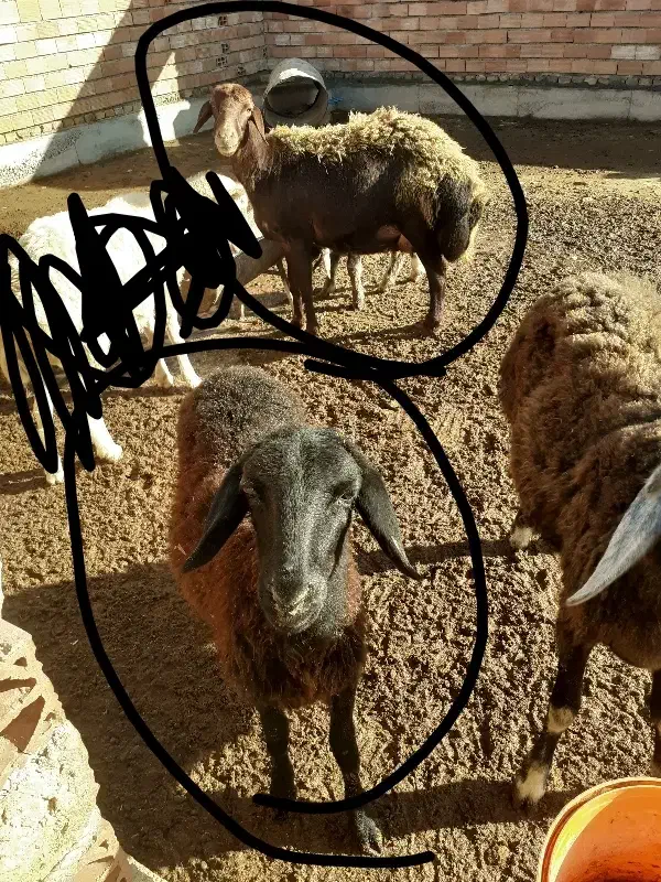 دو عدد گوسفند قره قزل|حیوانات مزرعه|سیمین شهر, |دیوار