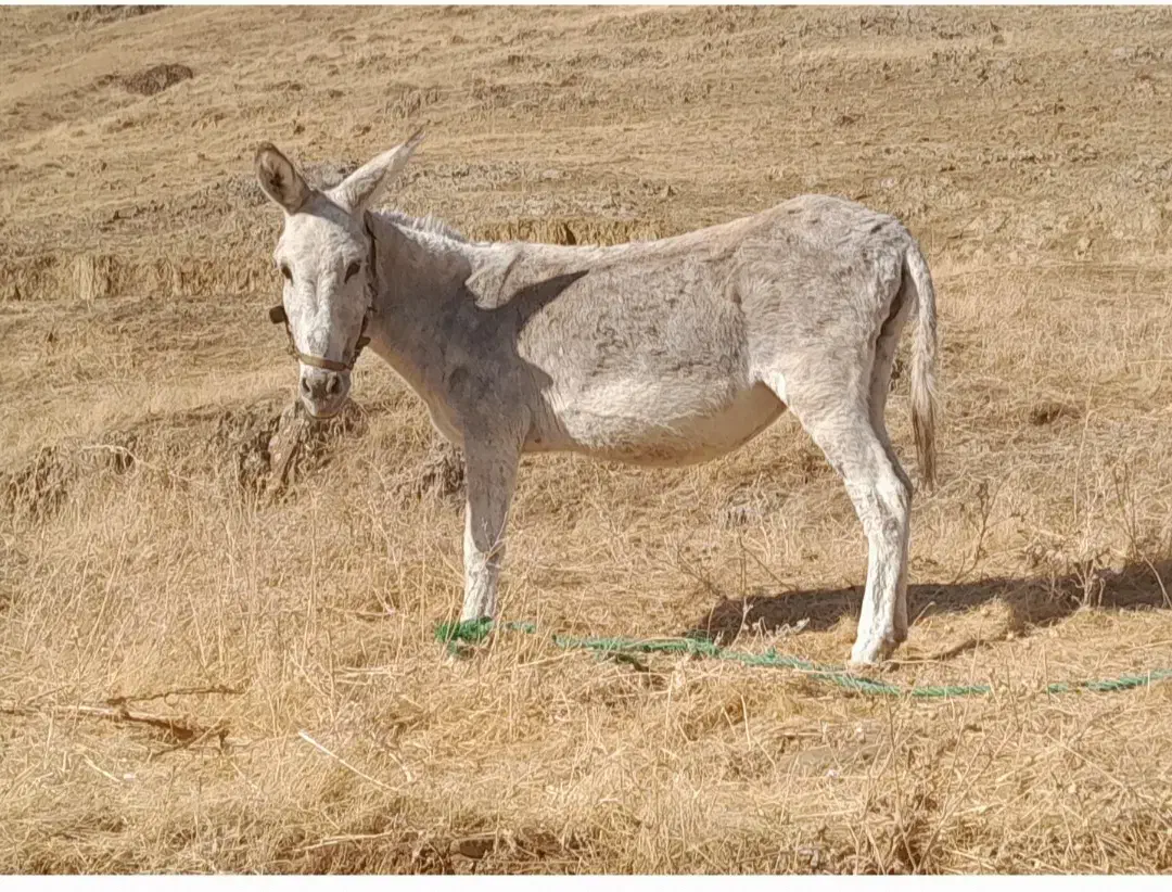 خر الاغ|حیوانات مزرعه|کلاترزان, |دیوار