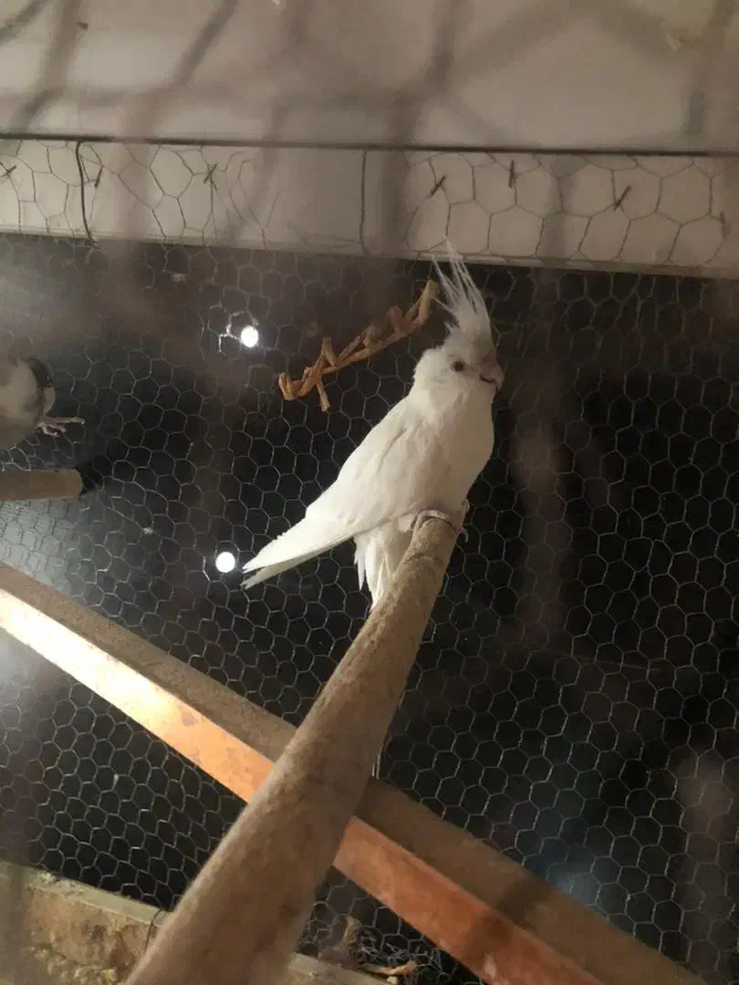 عروس هلندی|پرنده|سراوان, |دیوار