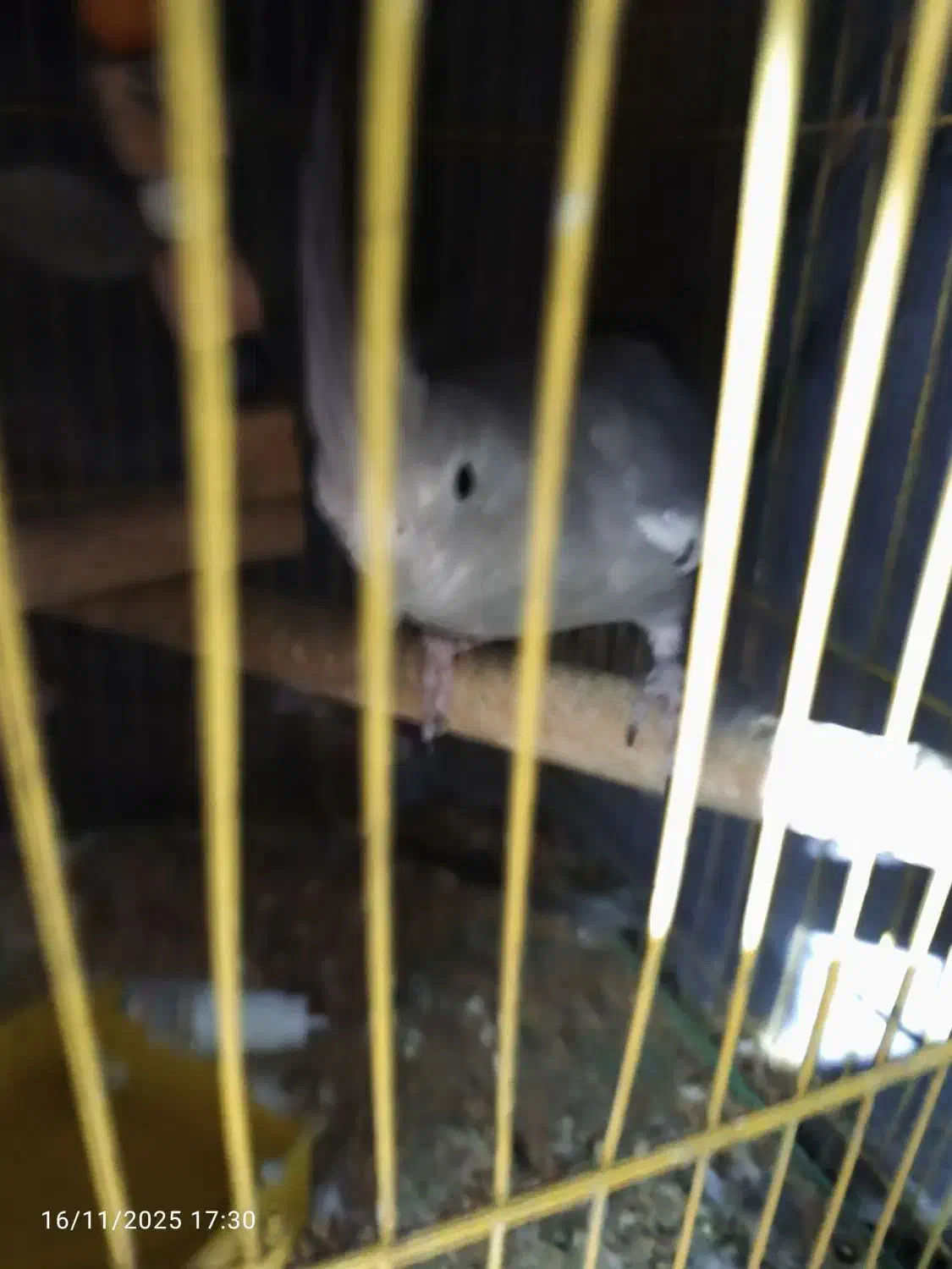 عروس هلندی|پرنده|بندرعباس, |دیوار