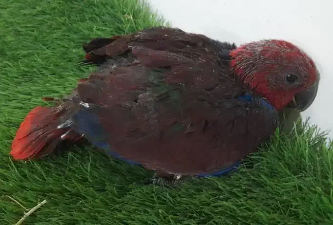 طوطی اکلکتوس|پرنده|کرج, عظیمیه|دیوار