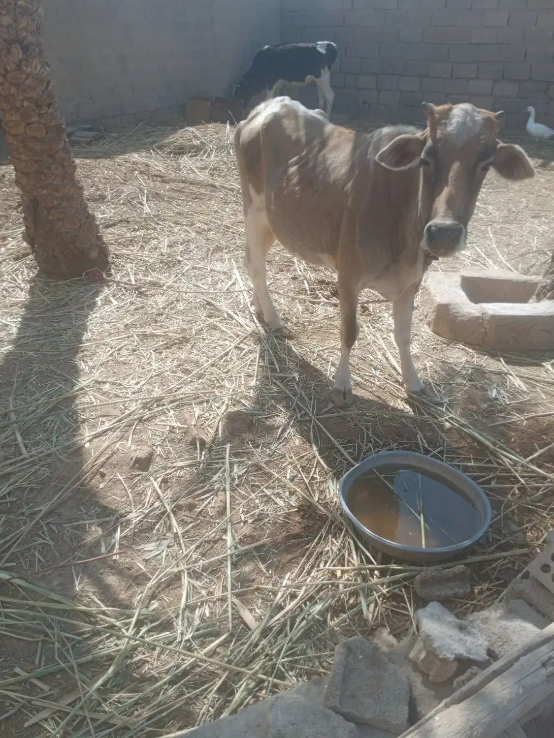 گاو دوعدد|حیوانات مزرعه|چمران, |دیوار