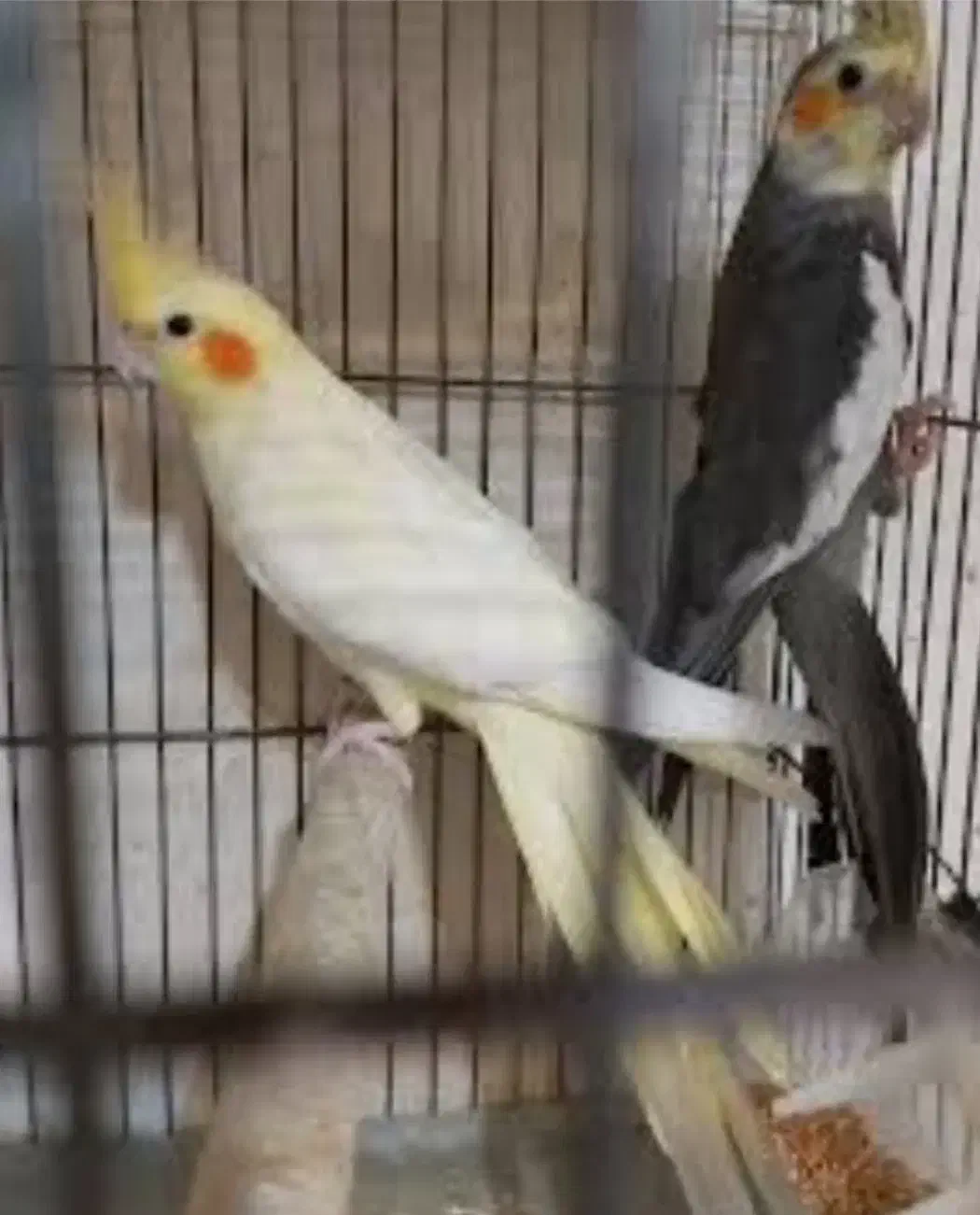 کبوتر پرشی و طوطی ملنگو نر وحشی عروس هلندی جفت|پرنده|محمدشهر, همایون ویلا|دیوار