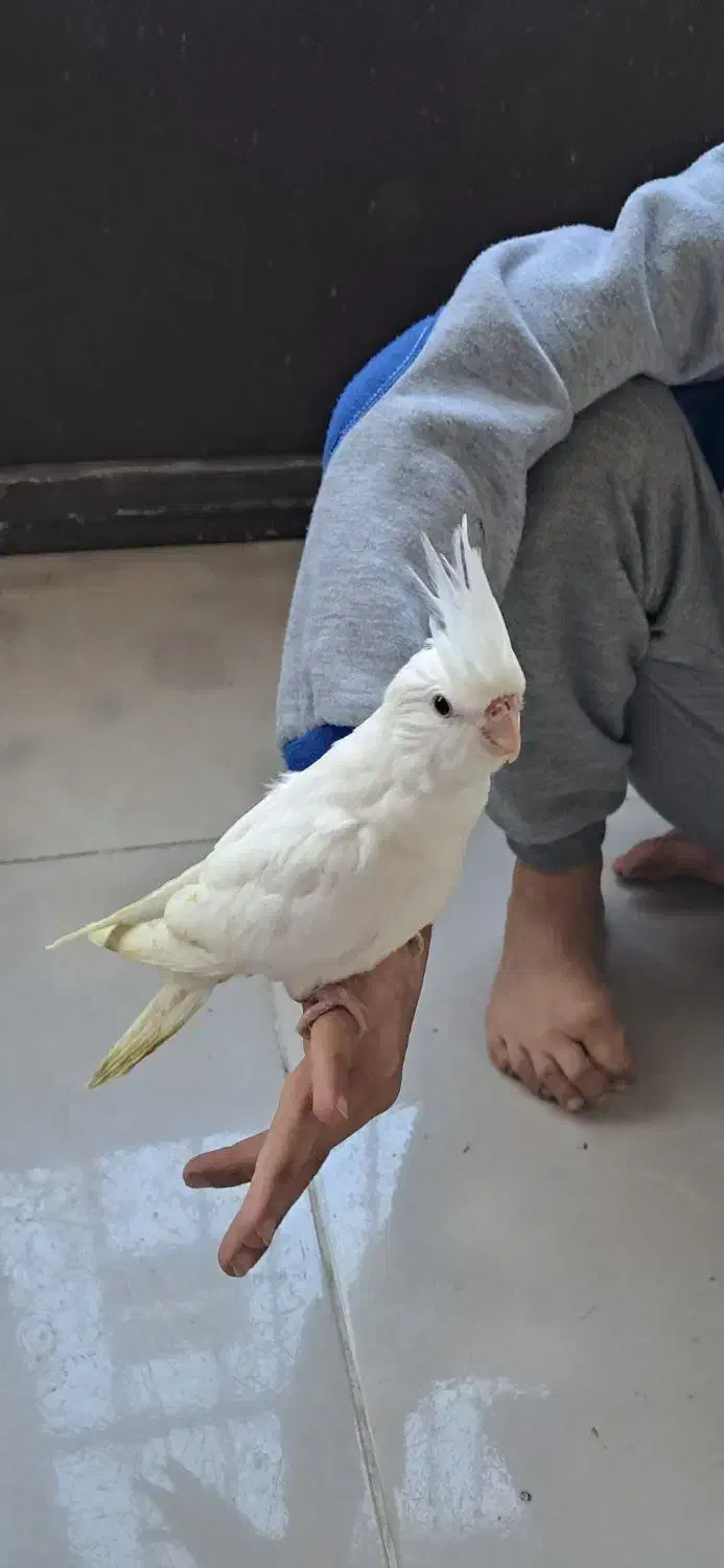 فروش طوطی از سرلاکی تا بالغ|پرنده|نوشهر, |دیوار