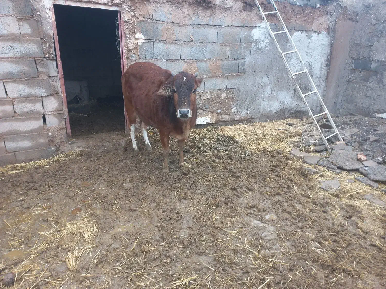 تلیسه|حیوانات مزرعه|زیرکوه, |دیوار