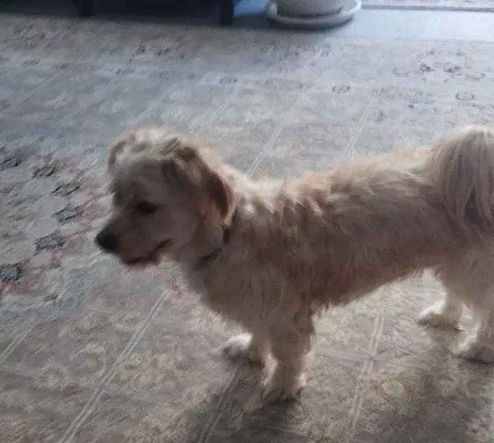 واگذاری اشپیتز تریر یک ساله نر|سگ|اصفهان, شهریار|دیوار