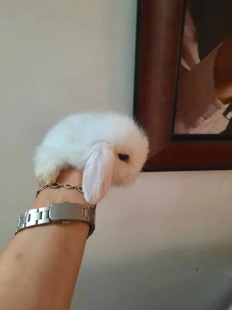 خرگوش لوپ عروسکی|موش و خرگوش|بابل, |دیوار