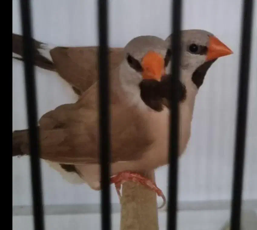 فنچ|پرنده|بندر ماهشهر, |دیوار