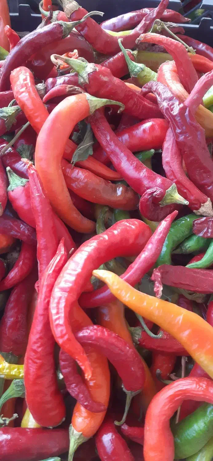 فلفل قرمز تند|خوردنی و آشامیدنی|حمیدیا, |دیوار