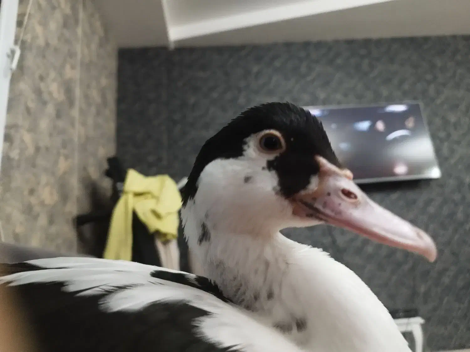 گمشده|حیوانات|بیجار, |دیوار