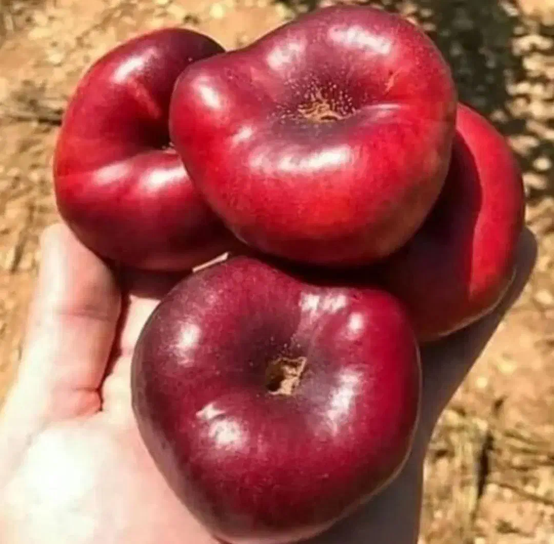 نهالستان یاسین نهال|گل و گیاه طبیعی|قزوین, |دیوار