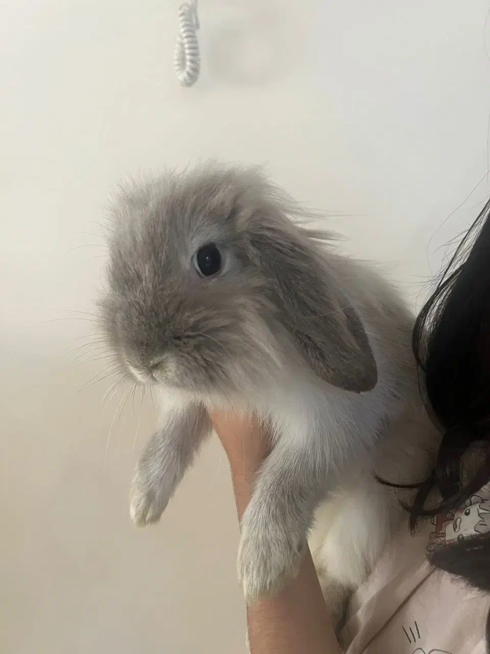 واگذاری خرگوش لوپ|موش و خرگوش|تهران, اباذر|دیوار