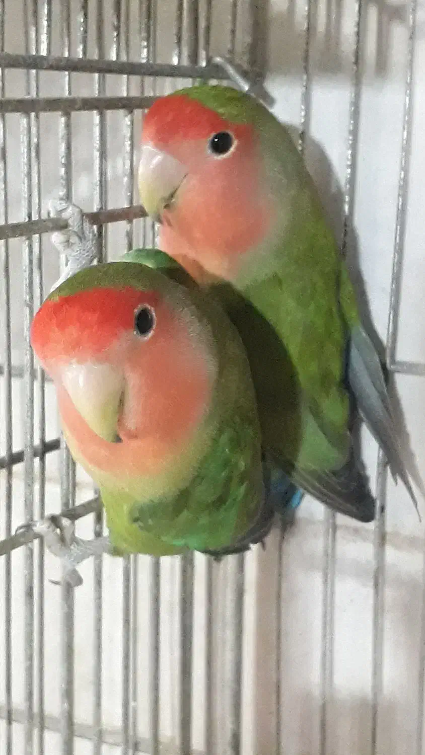 طوطی برزیلی|پرنده|اهواز, شریعتی جنوبی|دیوار