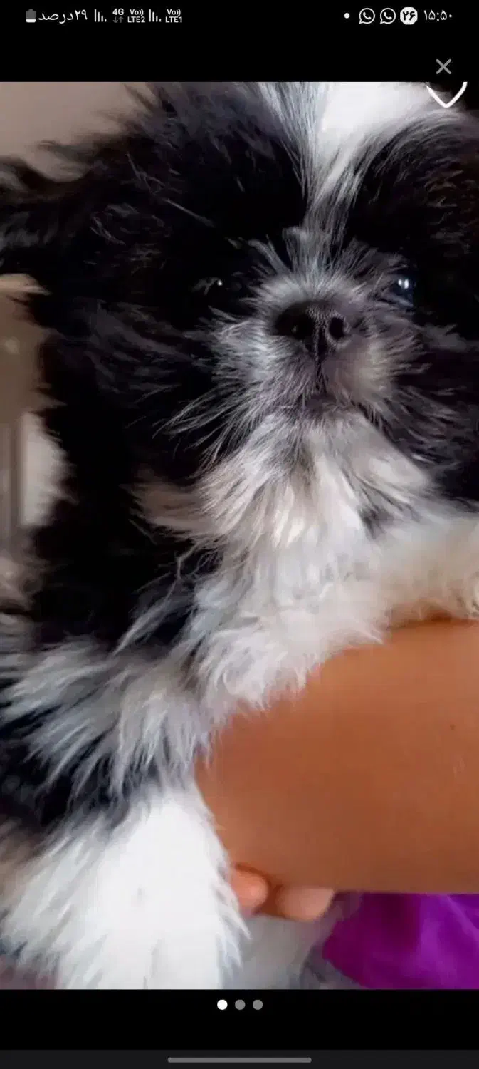 سگ شینزواصیل|سگ|مشهد, قائم|دیوار