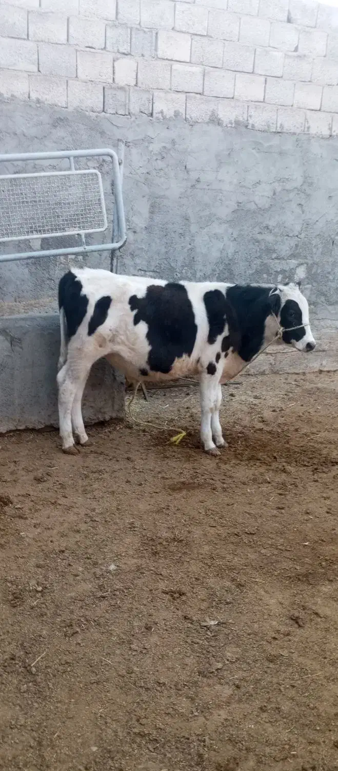 گوساله نر سیمیتال مناسب پروار|حیوانات مزرعه|تیران, |دیوار