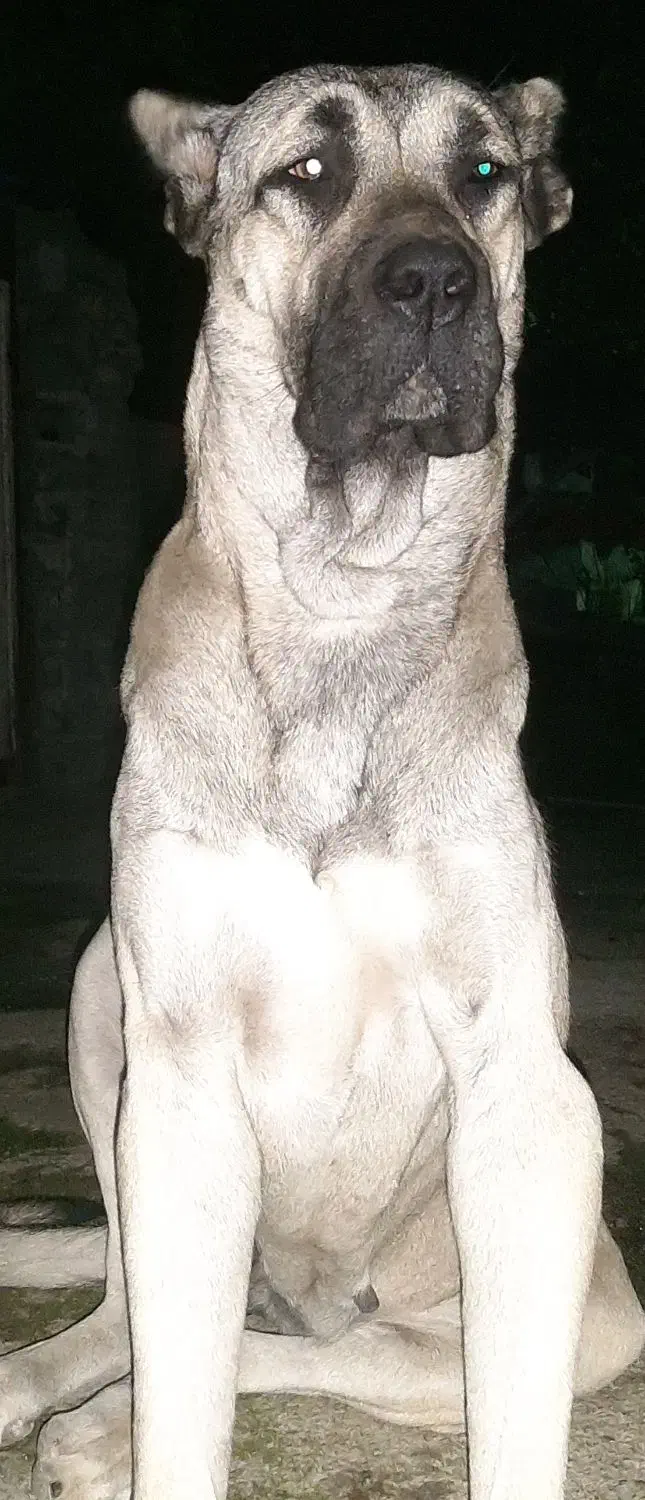 توله سراب ماده|سگ|رامسر, |دیوار