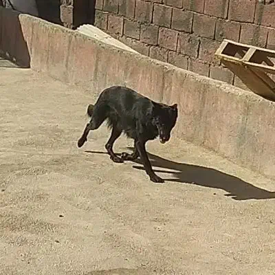 ماده ژرمن بلک|سگ|تهران, استاد معین|دیوار