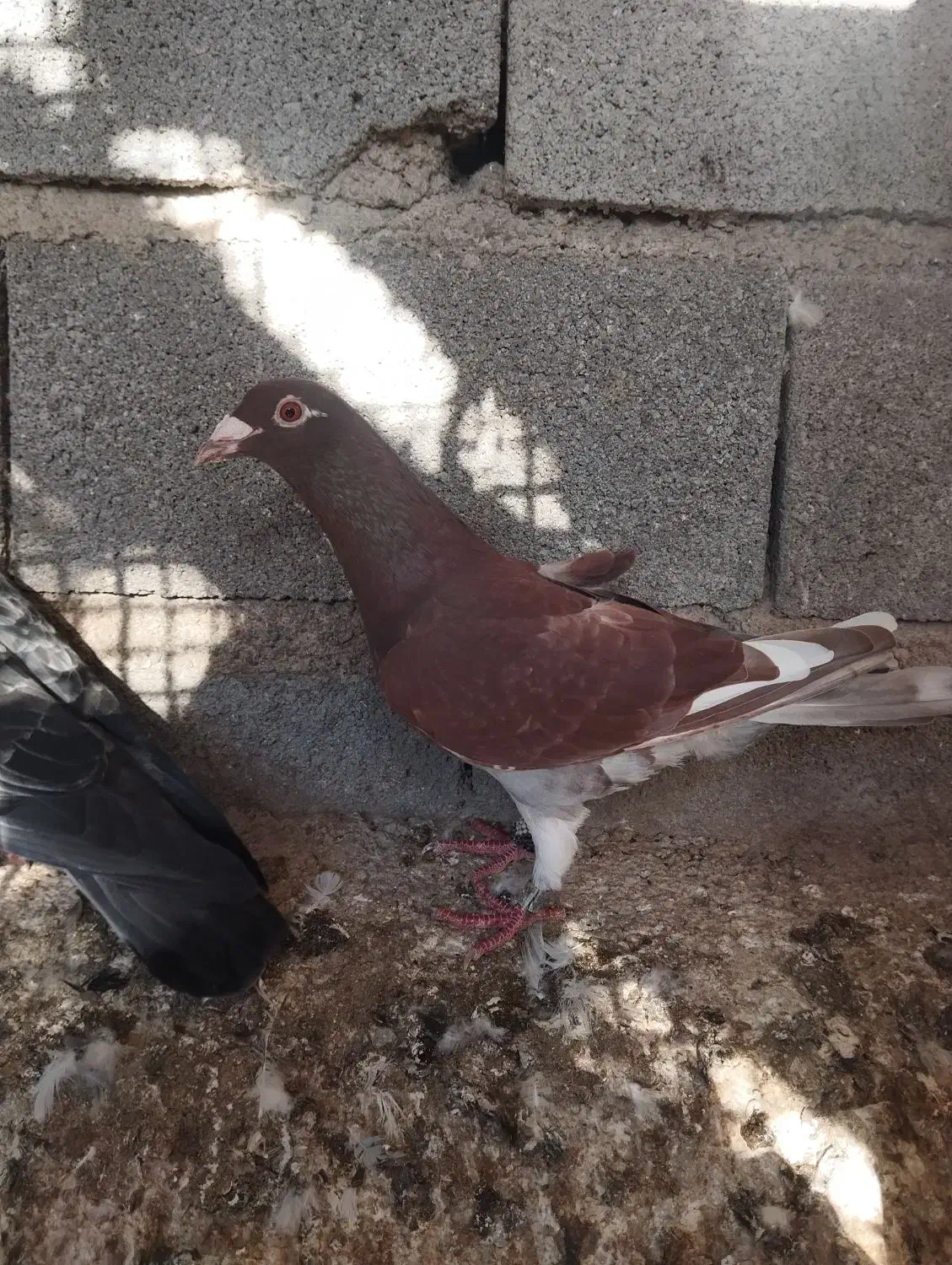 کبوتر|پرنده|گالیکش, |دیوار