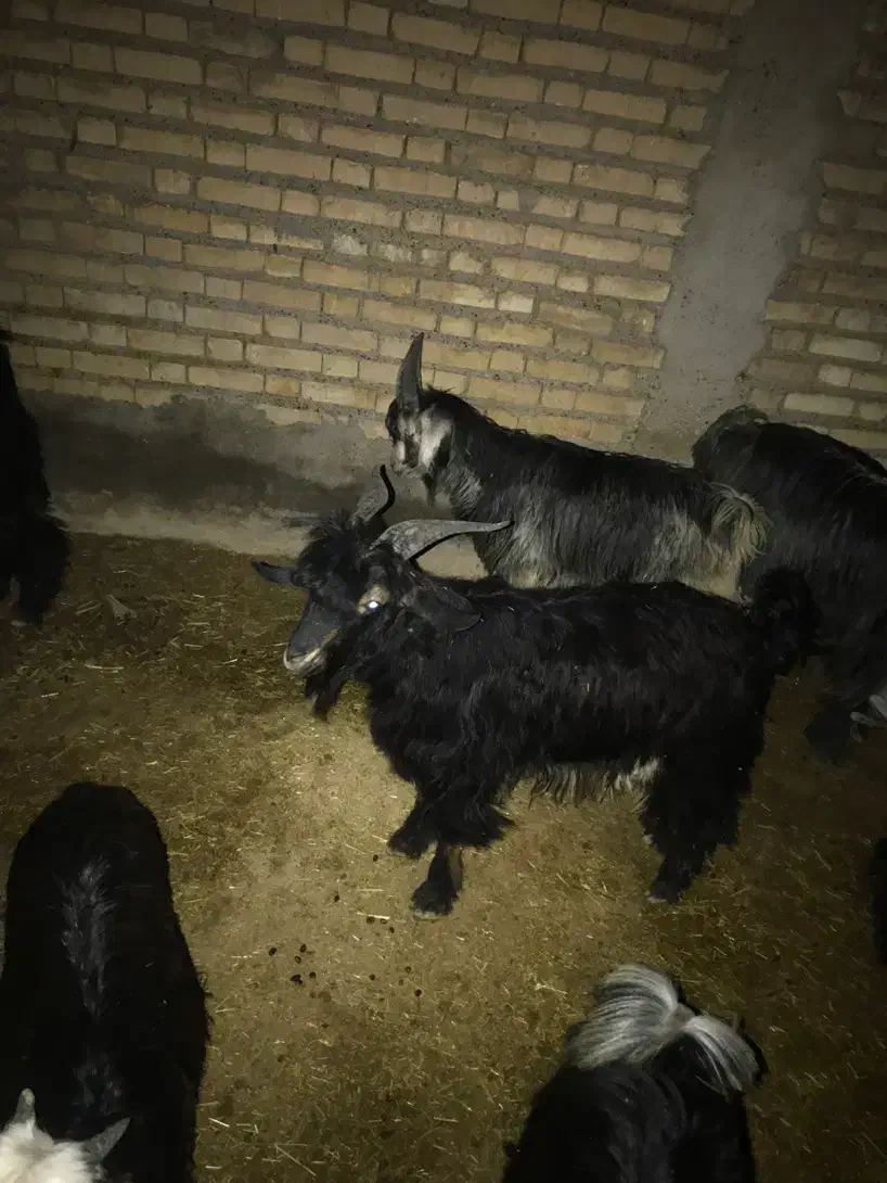 چپش و بز فروشی|حیوانات مزرعه|دهلران, |دیوار