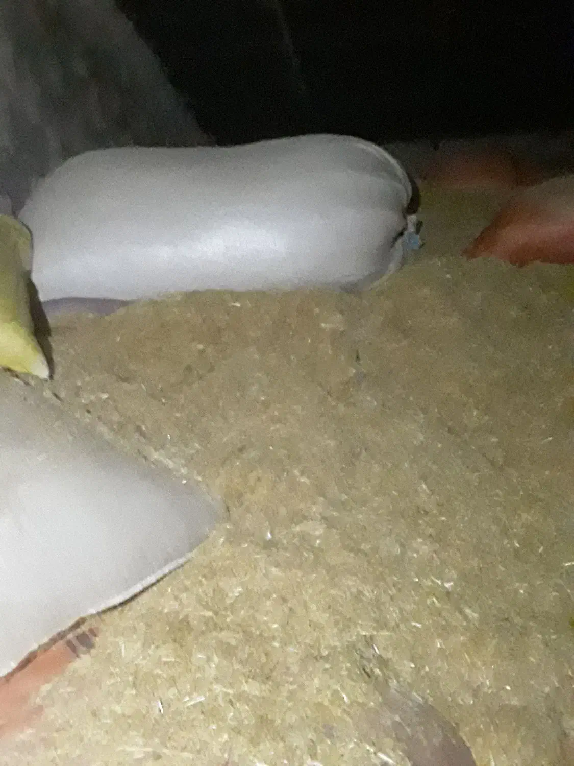 کاه گندم دیم.|لوازم جانبی حیوانات|بیستون, |دیوار