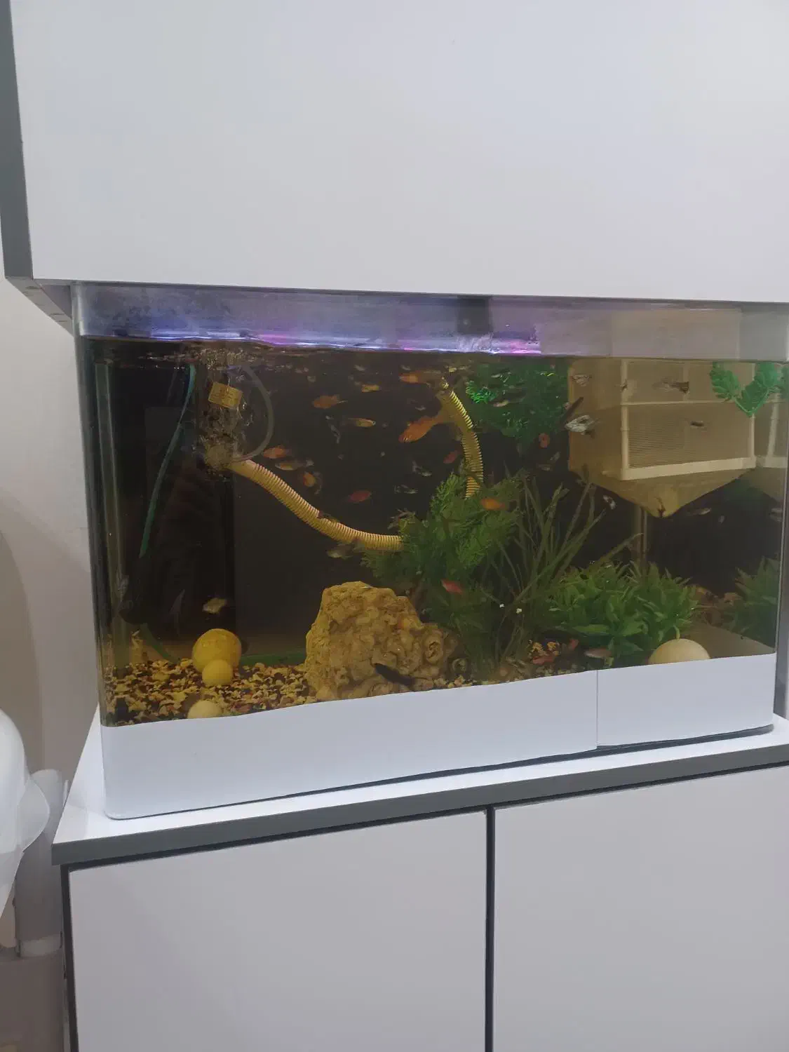 اکواریوم|ماهی|کرج, حسن آباد|دیوار