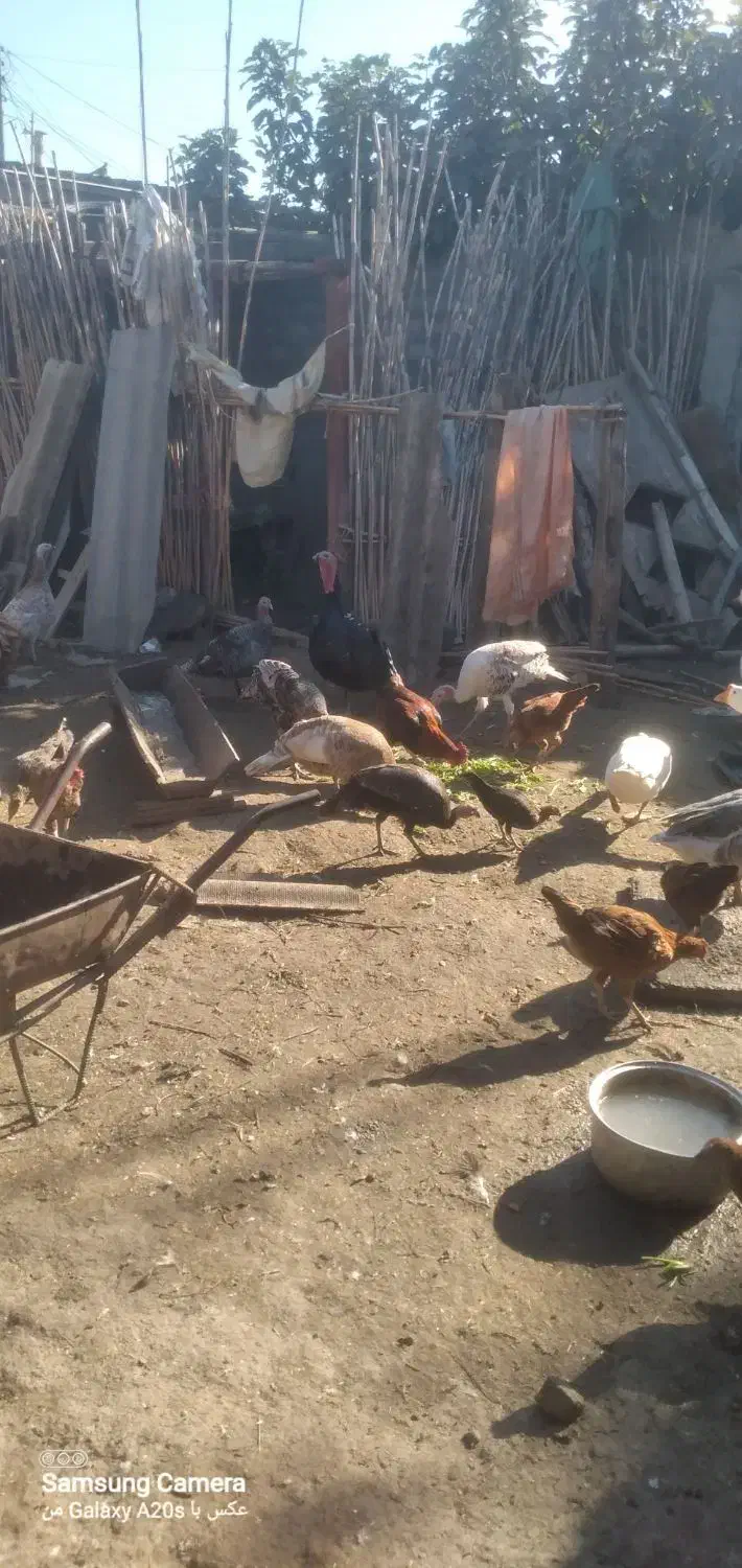 غاز.مرغ.بوقلمون|حیوانات مزرعه|گنبد کاووس, |دیوار