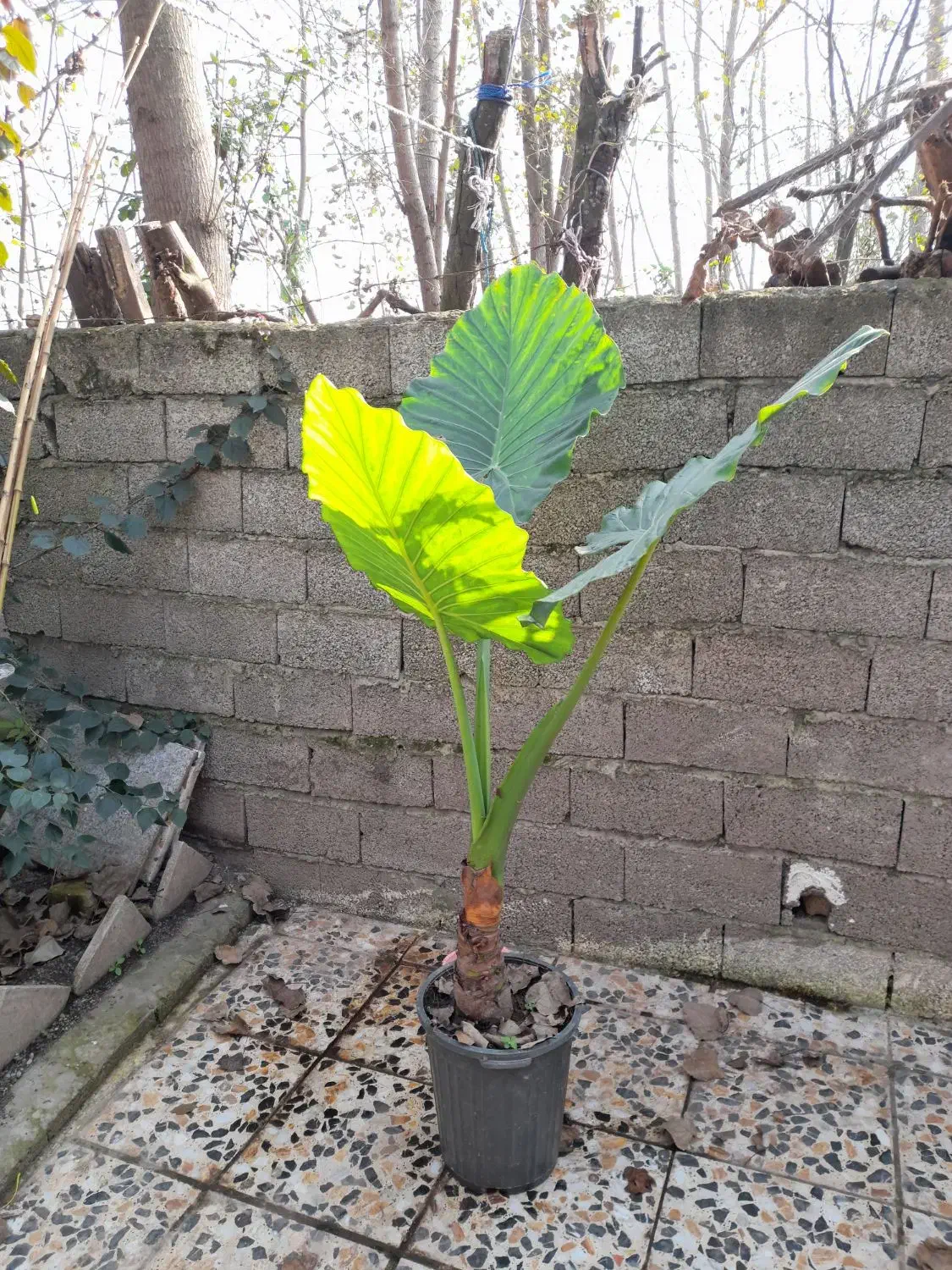 گل بابا ادم|گل و گیاه طبیعی|رودبنه, |دیوار