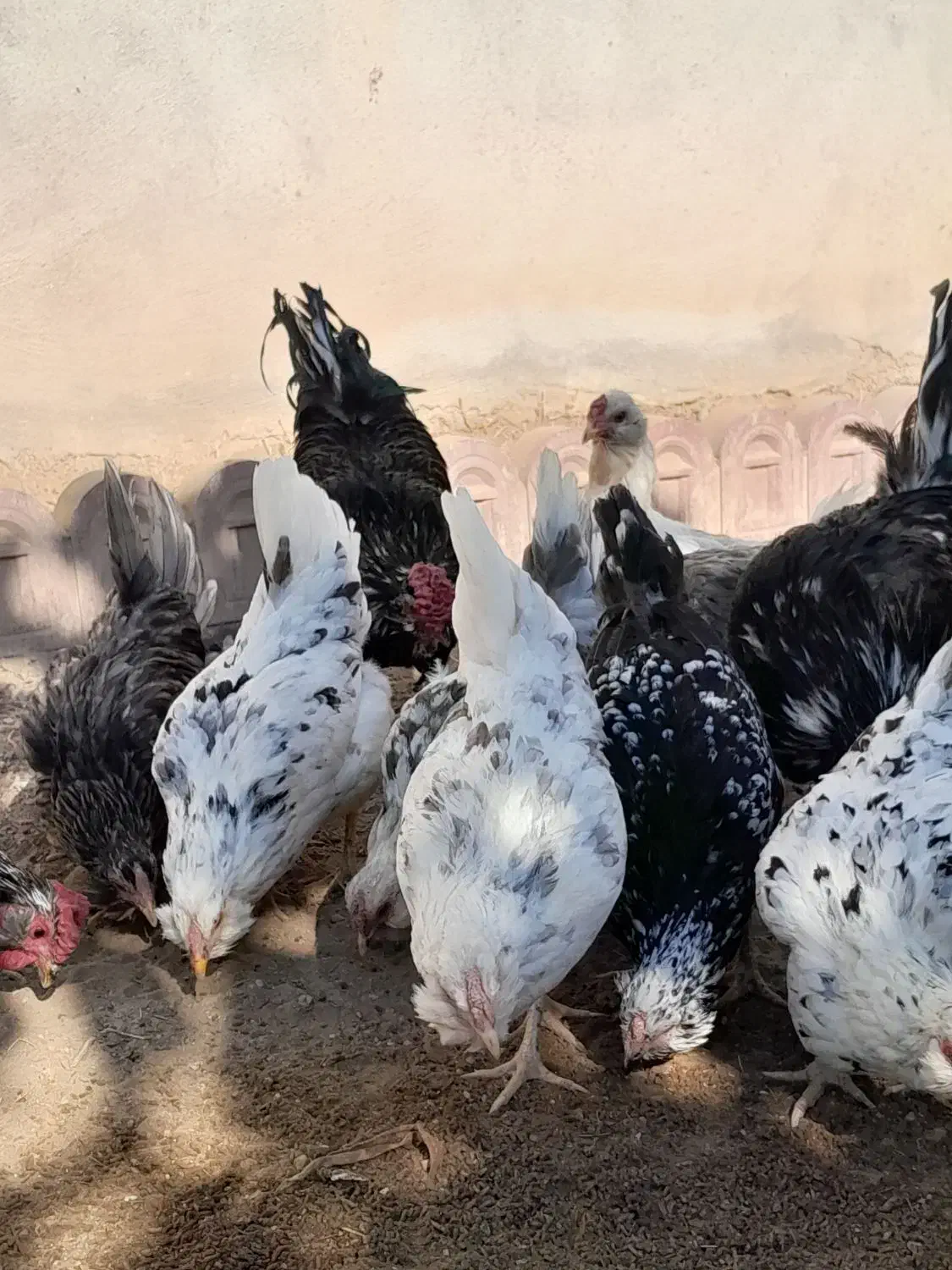 مرغ و خروس گلین|حیوانات مزرعه|پاکدشت, پاکدشت (مامازند)|دیوار