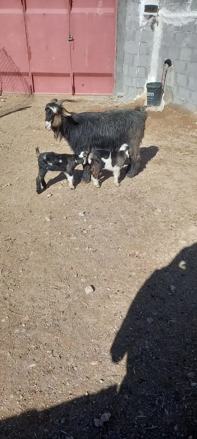 بز ترکی دوقلوزا|حیوانات مزرعه|لنجان, |دیوار